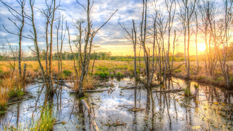 nature, no people, sunrise, reflection, 4K, sky, swamp, non-urban scene, land, scenics - nature, cloud - sky, marsh, landscape, morning, grass, bog, plant
