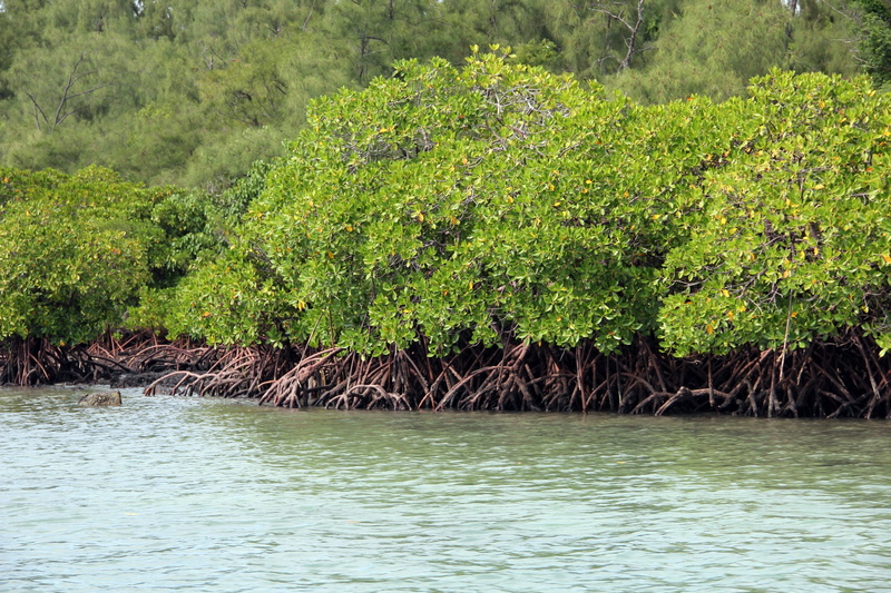 day, land, beauty in nature, tropical, river, daytime, tranquil scene, rainforest, swamp, green, plants, growth, non-urban scene, green color, no people