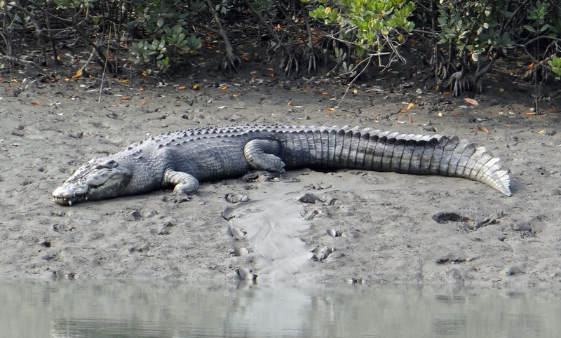 day, Crocodylus Porosus, reptile, mangroves, carnivorous, marine, estuarine, crocodylus, saltwater, crocodile, animal wildlife, india, sundarbans, heritage