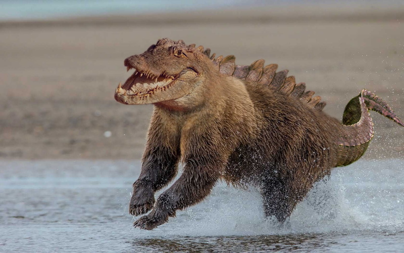 one animal, animal, focus on foreground, animals, animal mouth, aggression, photo, water, mouth open, sea, mammal, crocodiles, animal wildlife, crocodile