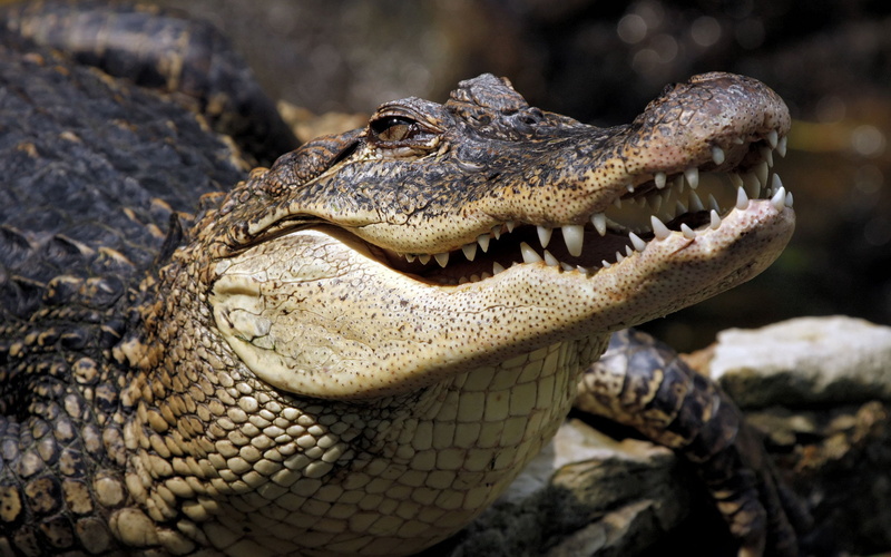 1080P, crocodile, hd, animals