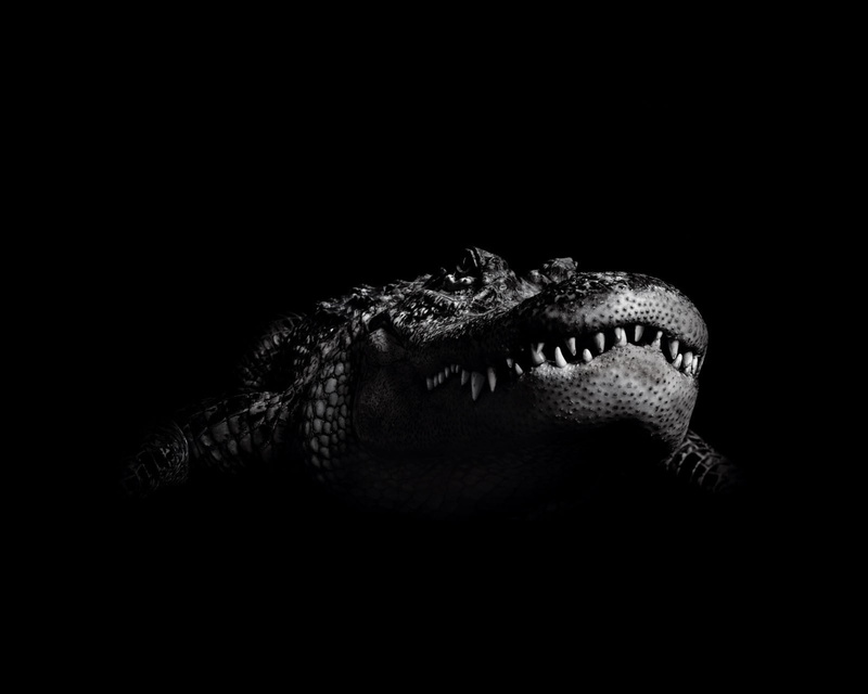 furious, animal body part, alligator, studio shot, gray, animal, danger, animal themes, vertebrate, indoors, dark, snout, mouth open, crocodile, black and white