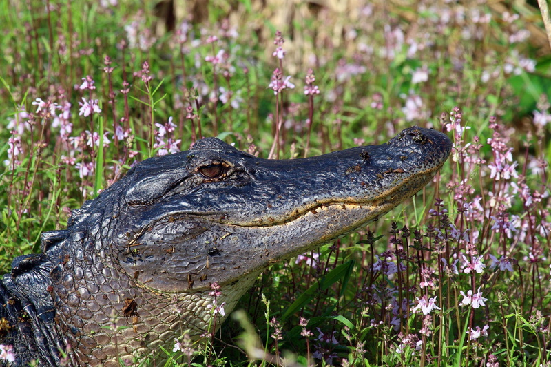 animals in the wild, reptile, flowering plant, reptiles, 1080P, animal wildlife, animal, one animal, animal themes, plant, vertebrate, side view, no people
