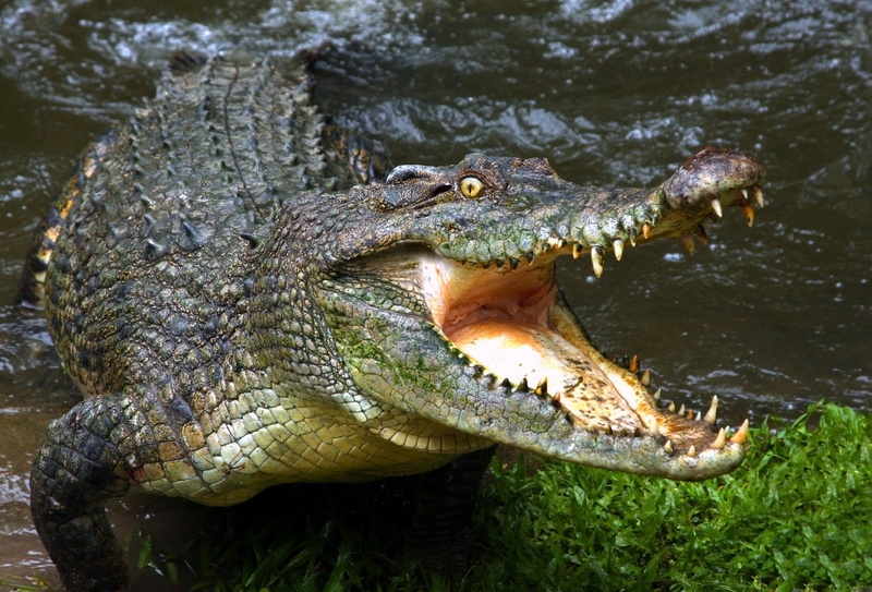 crocodiles, water, reptiles, animals, 2K