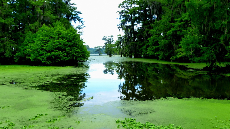growth, idyllic, reflections, plants, water, tree, landscape, outdoors, day, non-urban scene, nature, tranquil scene, sky, louisiana, tranquility, 4K