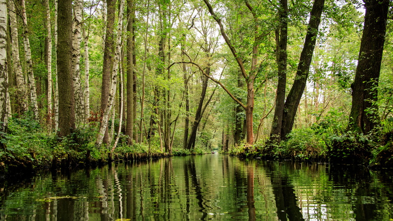 growth, depth, outdoors, green, kahn, land, beauty in nature, lübbenau, cultural landscape, river, reflection, plant, nature, woodland, day, spree, tree