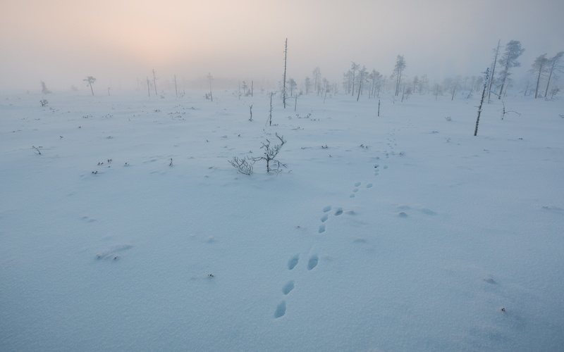 landscape, snow, swamp, winter, mist, 5K