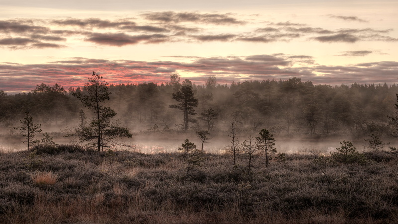 2K, trees, mist, sunrise, swamp, pine trees, nature
