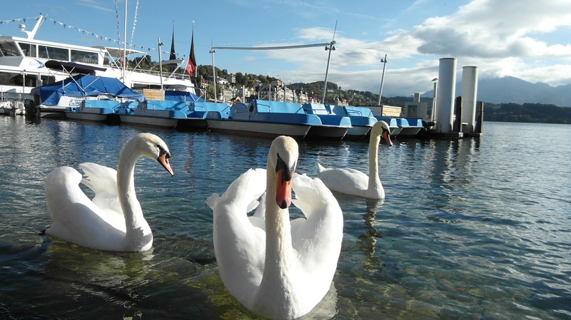 white color, floating on water, bird, swans, group of animals, lake lucerne region, vertebrate, switzerland, lake, nature, sky, day, water bird, swan, swimming