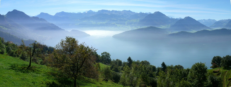 pine woodland, 1080P, panorama, beauty in nature, fog, scenics - nature, pine tree, nature, tree, tranquil scene, rigi, sun, landscape, outdoors, lake lucerne region