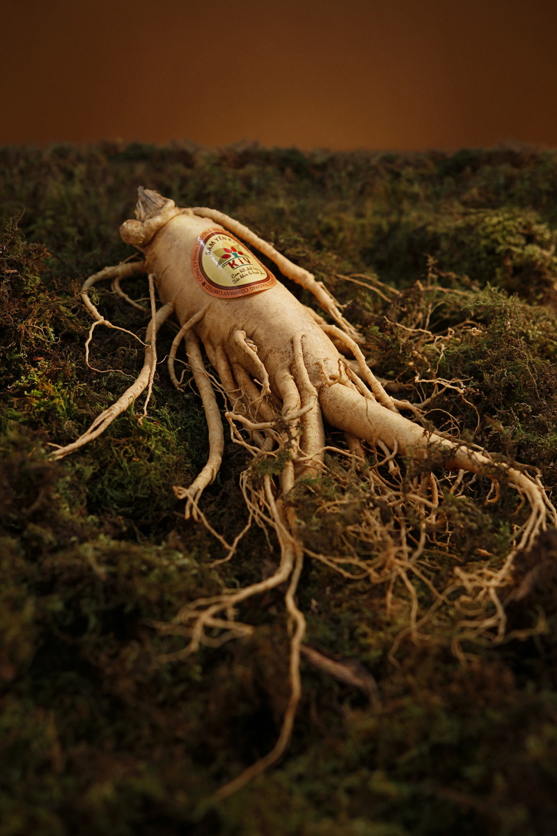 ginseng, one animal, green, land, tree, animal skull, bone, selective focus, animal body part, animal themes, plant, 5K, day, moss, outdoors, no people