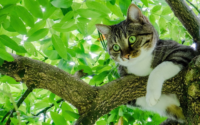 cat, x, animals, green eyes, hd, art, px, leaves, 1080P, 1920x1200 px, space, outer, eyes, green, Trees