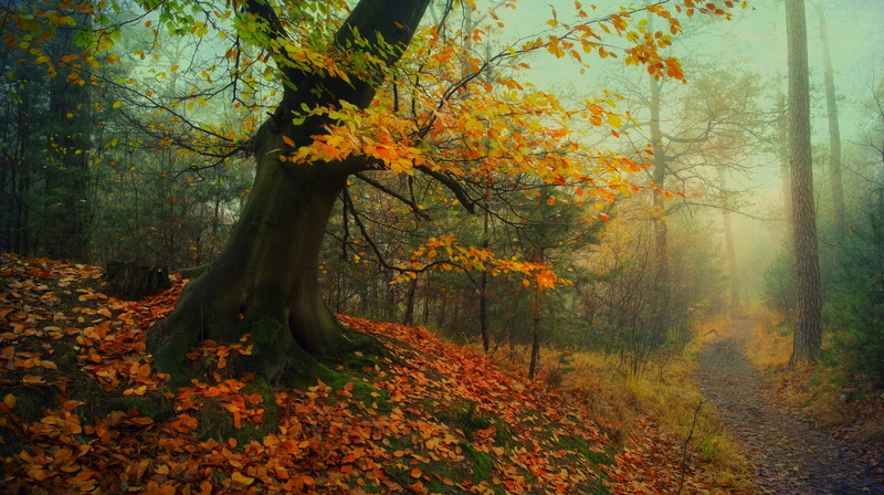 morning, mist, orange color, leaf, forest, moss, non-urban scene, tree, grass, landscape, 1080P, growth, natural condition, autumn collection, autumn