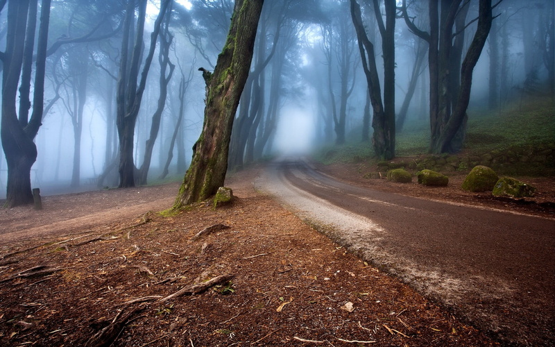 landscape, tree, woodland, the way forward, road, Portugal, direction, stones, scenics - nature, transportation, land, brown, roots, fog, trees, morning