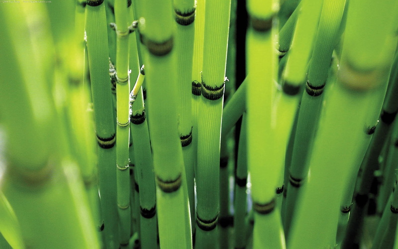 plants, bamboo, 1080P