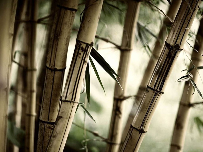 nature, pattern, close-up, metal, bamboo - material, 480P, wood - material, plant, brown, plants, day, outdoors, barrier, trees, no people, selective focus
