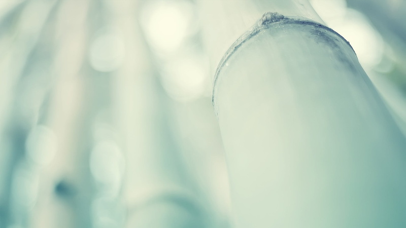 depth of field, vulnerability, 1080P, purity, blue, fragility, cold temperature, defocused, beauty in nature, water, bamboo, macro, no People, growth