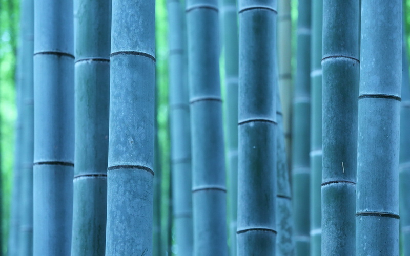 nature, trees, photography, bamboo, 2K, plants