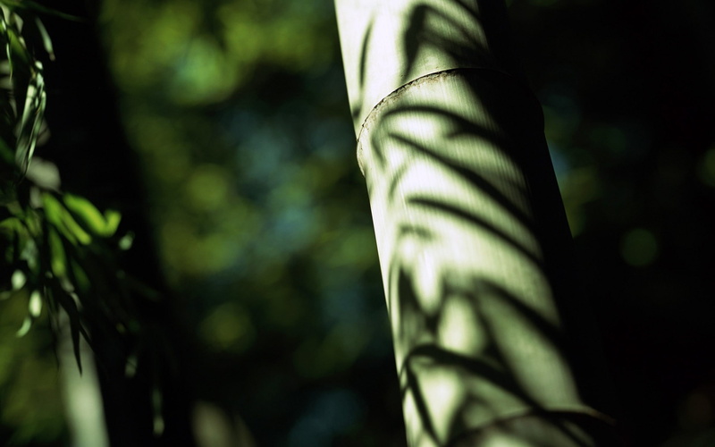photography, day, tree, plant part, nature, rainforest, beauty in nature, forest, defocused, leaf, bamboo - plant, bamboo, land, green color, focus on foreground