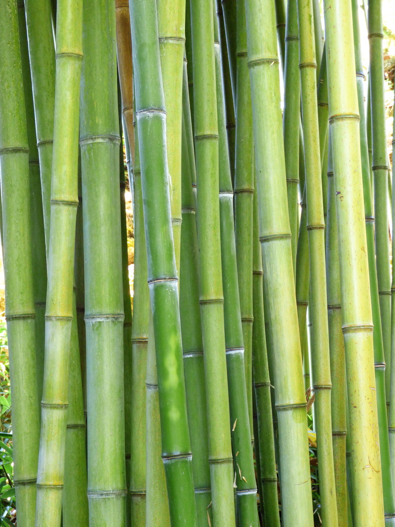 bamboo, nature, 4K, bamboo - plant, no people, beauty in nature, day, full frame, outdoors, large group of objects, bamboo grove, bamboo - material, backgrounds