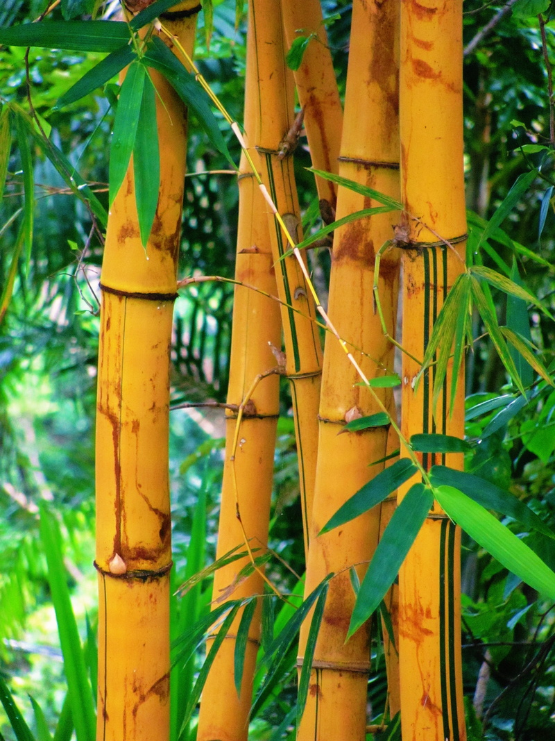 bamboo, beauty in nature, focus on foreground, flora, green color, growth, outdoors, leaves, plant, no people, summit national park, 2K, forest, yellow