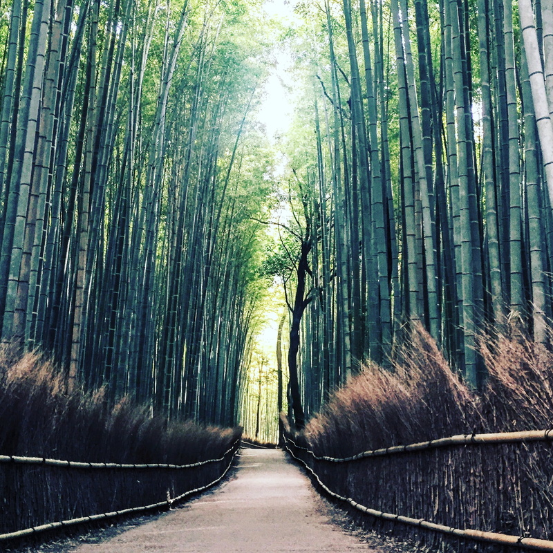 tree, treelined, green Color, trees, grass, no people, green, diminishing perspective, nature, plant, park, tranquil scene, pathway, footpath, outdoors