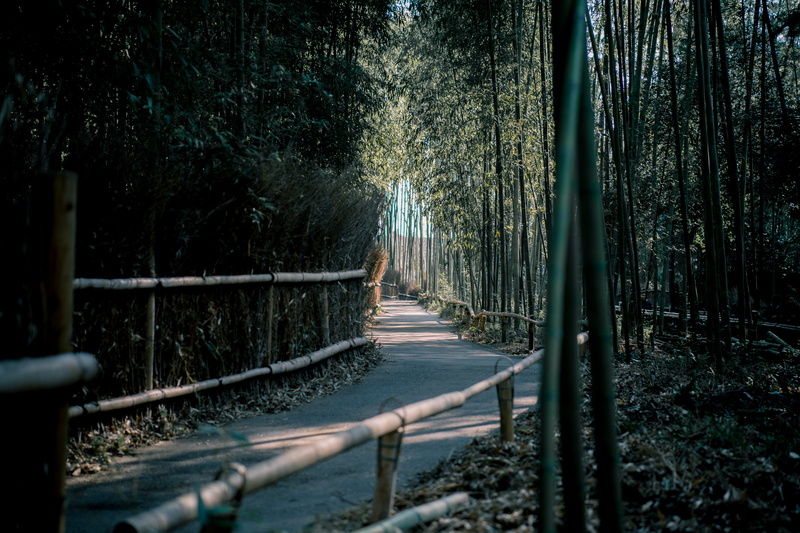 tranquility, non-urban scene, guidance, transportation, direction, trees, pavement, environment, scenic, land, outdoors, diminishing perspective, clear