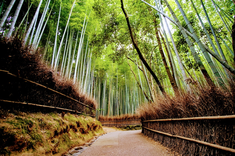 transportation, footpath, birch, land, direction, the way forward, japan, path, road, jungle, nature, plant, diminishing perspective, no people, arashiyama bamboo grove