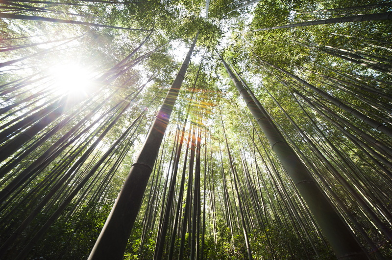 bamboo Grove, worms, low angle view, trees, lens flare, day, tree, leaf, sunlight, arashiyama, no people, beauty in nature, eye, tranquility, rainforest