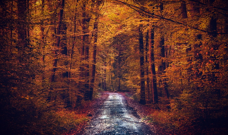 trees, land, leafed, growth, outdoors, beauty in nature, pathway, tree, autumn, direction, fall, non-urban scene, tranquility, woodland, tranquil scene