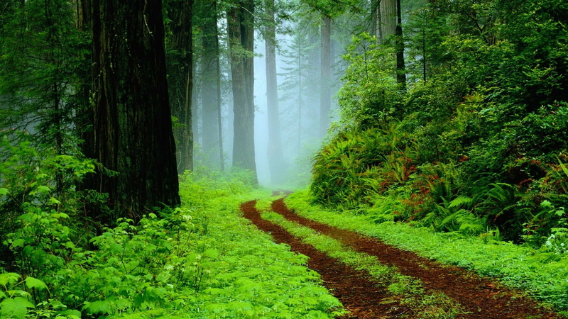 2K, Foggy, Pathway, Rain forest, Tropical