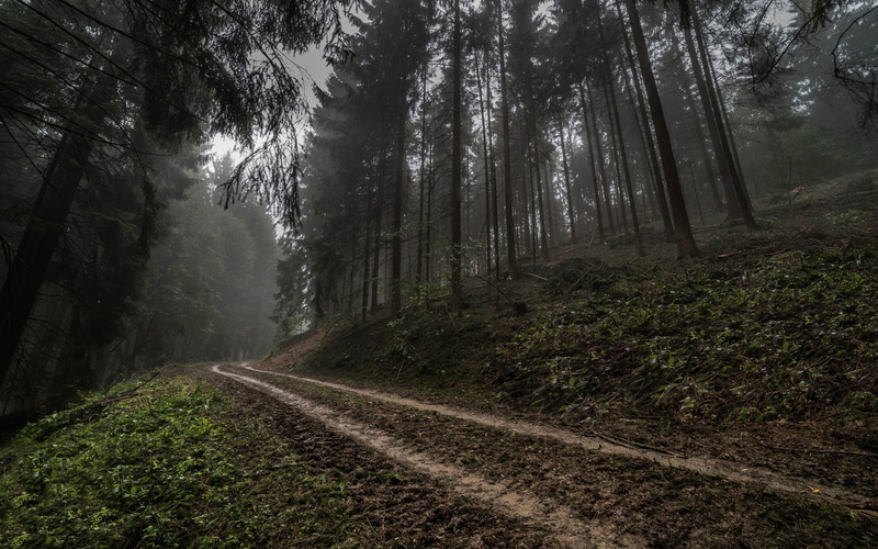 beauty in nature, Germany, woodland, growth, transportation, tree, land, hills, landscape, scenics - nature, tranquil scene, road, no people, 1080P, dark