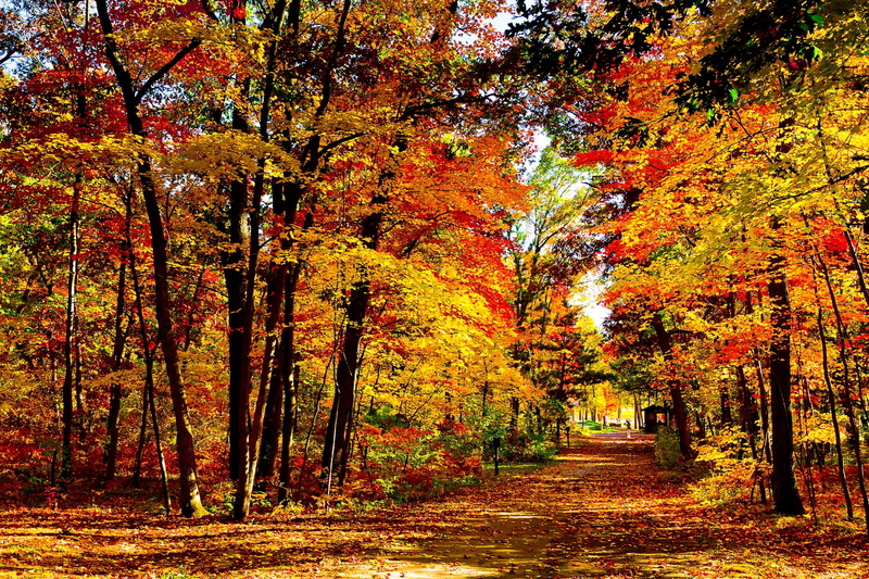 no People, day, autumn collection, maple Tree, gold Colored, 1080P, scenics, orange Color, leaf fall, road, expensive, branch, growth, plant, the way forward