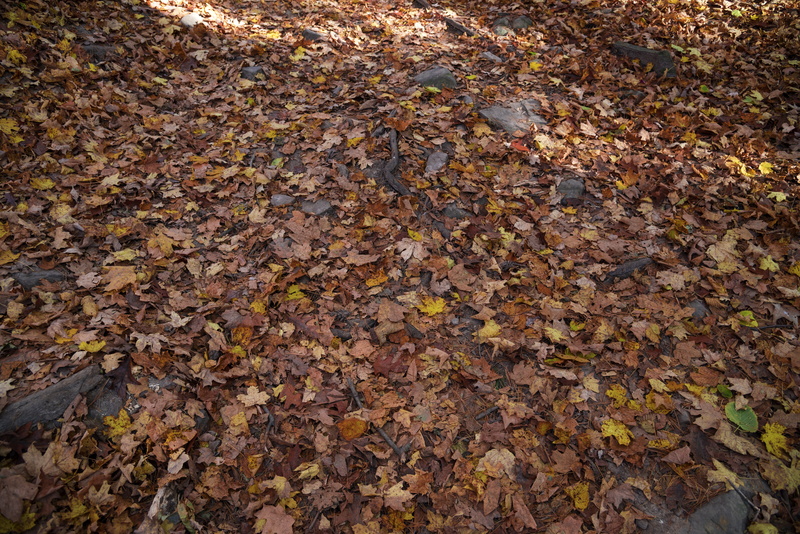 pewit, autumn collection, Wisconsin, photos, field, close-up, plant part, nest, nature, day, leaf, beauty in nature, forest floor, season, land, yellow