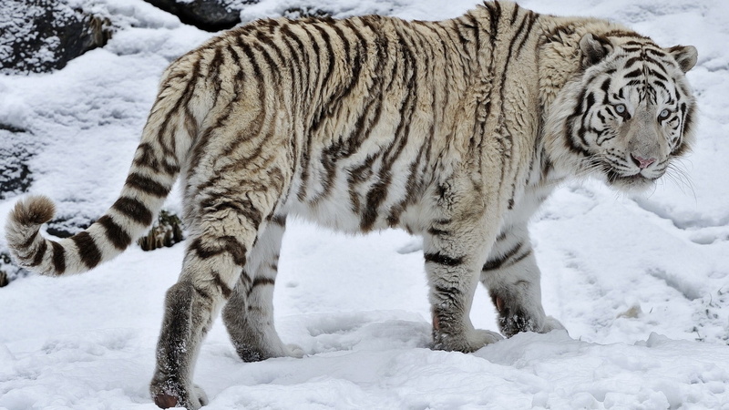 animal, cold temperature, white color, animals in the wild, walking, 1080P, winter, animal themes, one animal, feline, animal wildlife, snow, day, carnivora