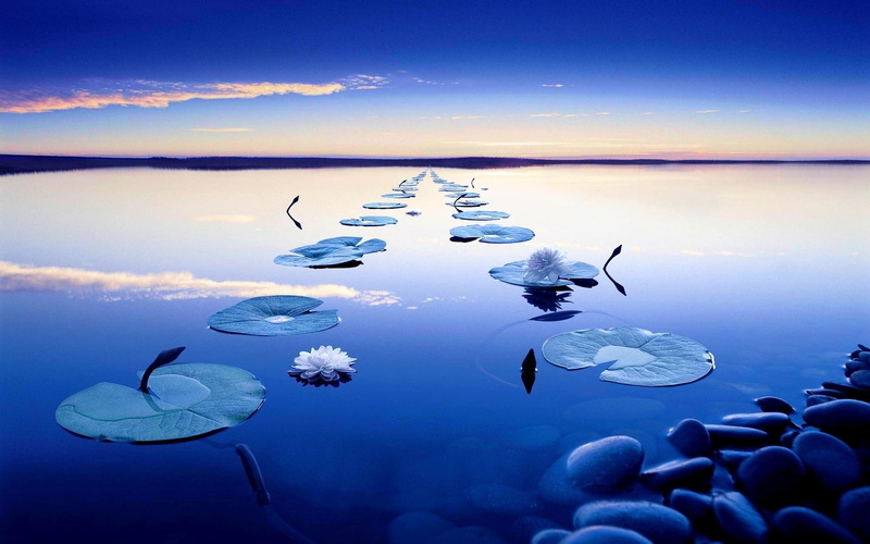 river, reflection, water lilies, flower, quiet, stems, track, evening, calm, pathway, delicate, leaves, horizon, sunset, 1080P