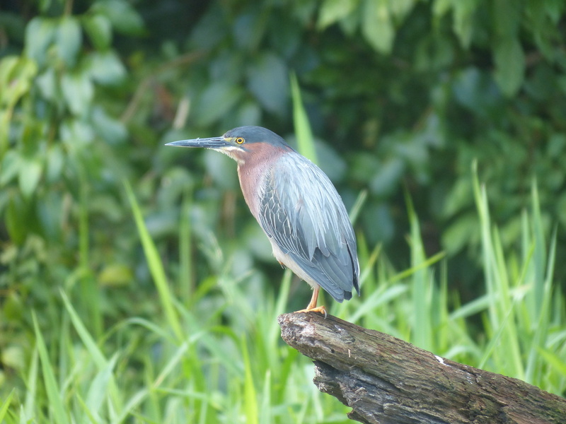 nature, vertebrate, water bird, green color, profile view, jungle, animal wildlife, quiet, close-up, green heron, rainforest, outdoors, plant, 4K, focus on foreground