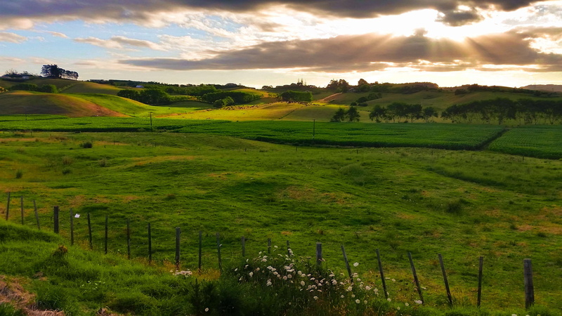 dreamy, moody, velvet, tranquil scene, grass, idyllic, trees, hill, plant, quiet, calm, rolling landscape, fence, no people, clouds, sky, new zealand, rural scene