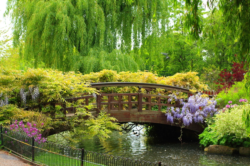 Spring garden, park - Man Made Space, landscape, trees, beauty, willow tree, river, bridge - Man Made Structure, tranquility, architecture, springtime