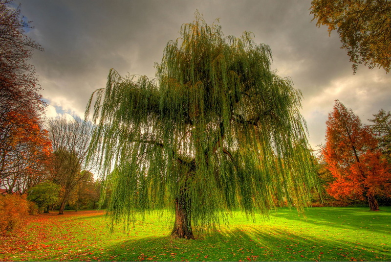 field, change, green, pine woodland, branch, meadow, scenics, non-Urban Scene, tree, plant, autumn, sunlight, vibrant Color, summer, Park, cloud - sky
