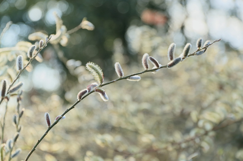branches, IVA, Verba, Rakita, willow, glare, 1080P, flowering