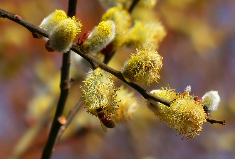 growth, nature, nectar, focus on foreground, twig, selective focus, branch, bee, willow tree, close-up, brown, beauty in nature, plant, IVA, freshness