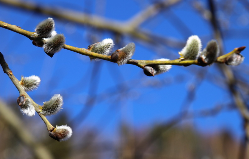 willows catkins, sprig, twig, selective focus, grazing kate, meeting the pasture, growth, close up, twigs, no people, close-up, vulnerability, palm kitten