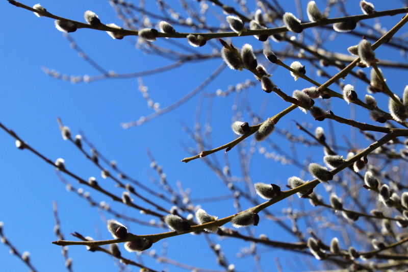 fragility, branch, selective focus, clear sky, twigs, growth, branches, ruffled, oil iva, day, palm kitten, blue sky, the awakening, the delicacy, 4K
