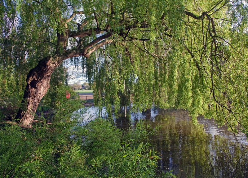 IVA, river, tree, England, 2K