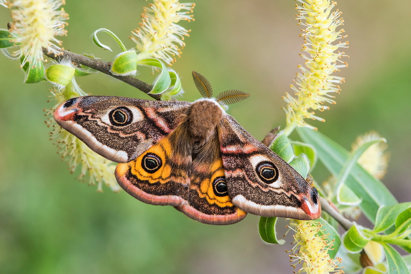 butterfly, 1080P, Small Emperor moth, wings, IVA, branch, macro