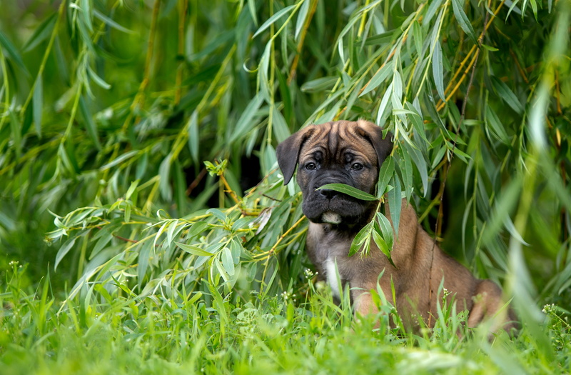 grass, IVA, Verba, 2K, puppy, cane Corso