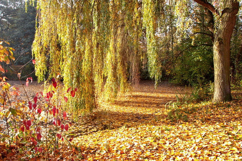 fallen, leafed, green, nature, autumn, foliage, IVA, Park, daytime, 1080P, tree, trees, photography
