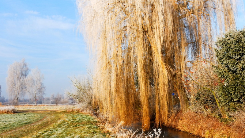 the sky, autumn, grass, 1080P, IVA, frost
