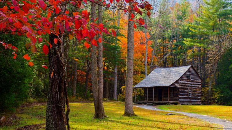 cottage, autumn, forest, 4K, trees